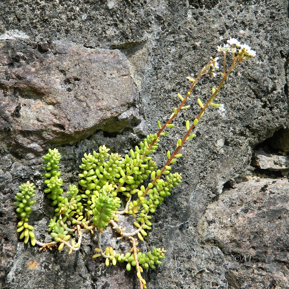 Изображение особи род Sedum.