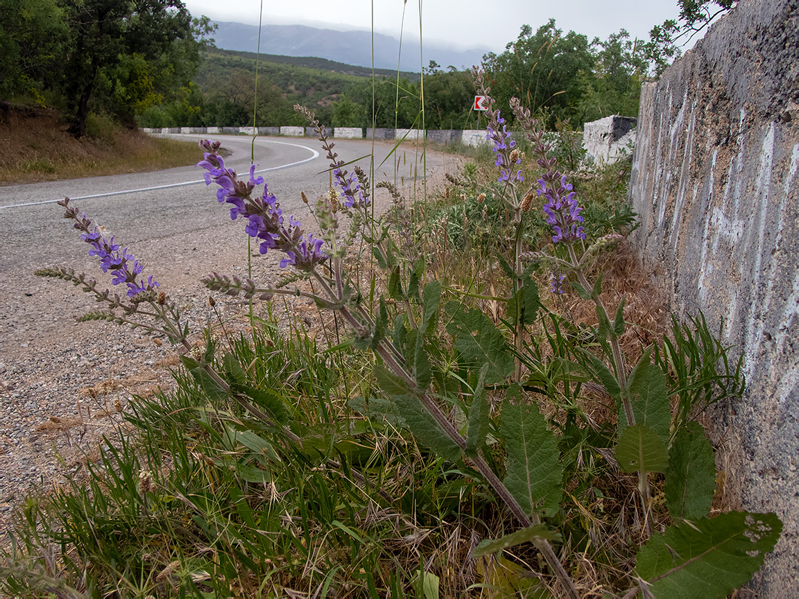 Изображение особи Salvia nemorosa.