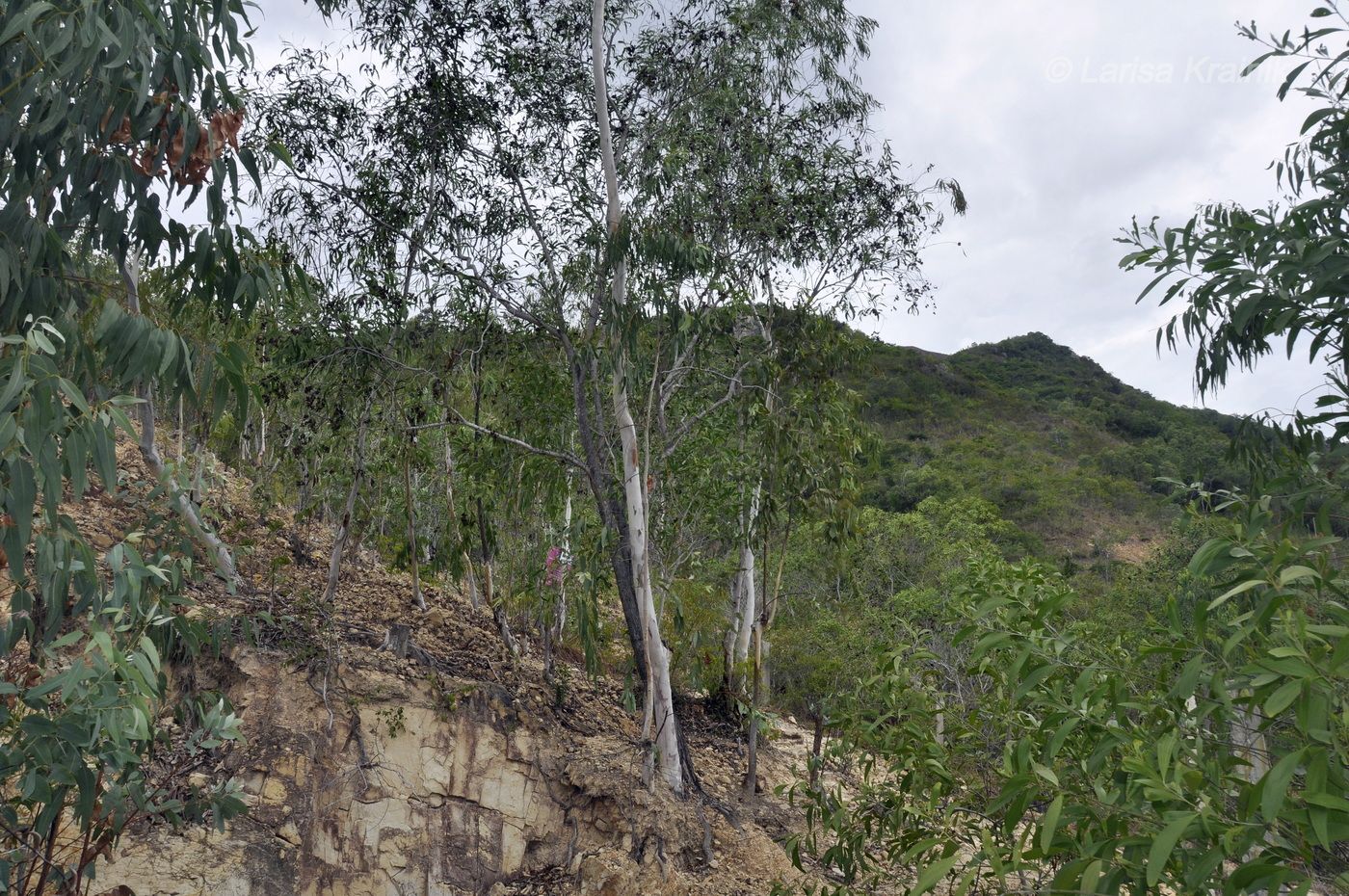 Image of genus Eucalyptus specimen.