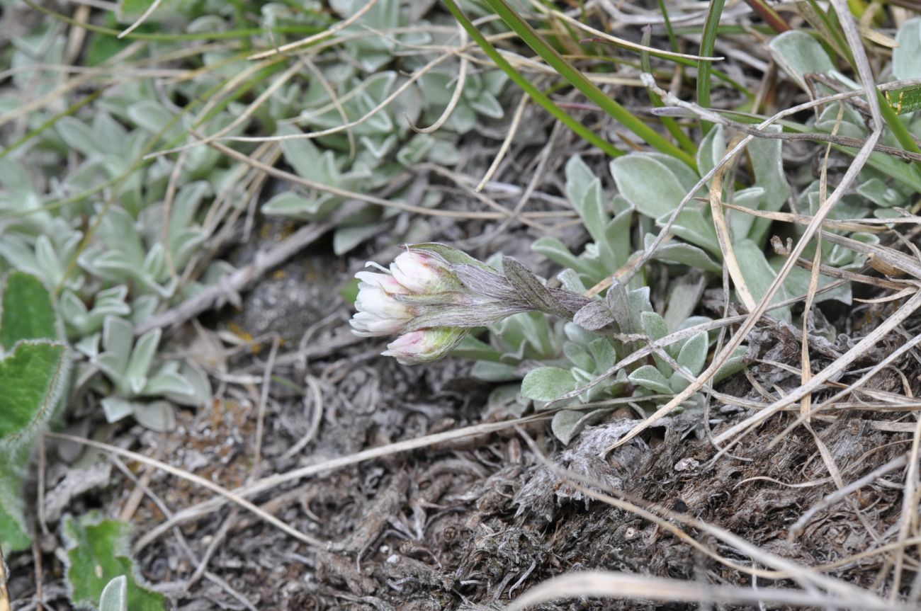 Image of genus Antennaria specimen.