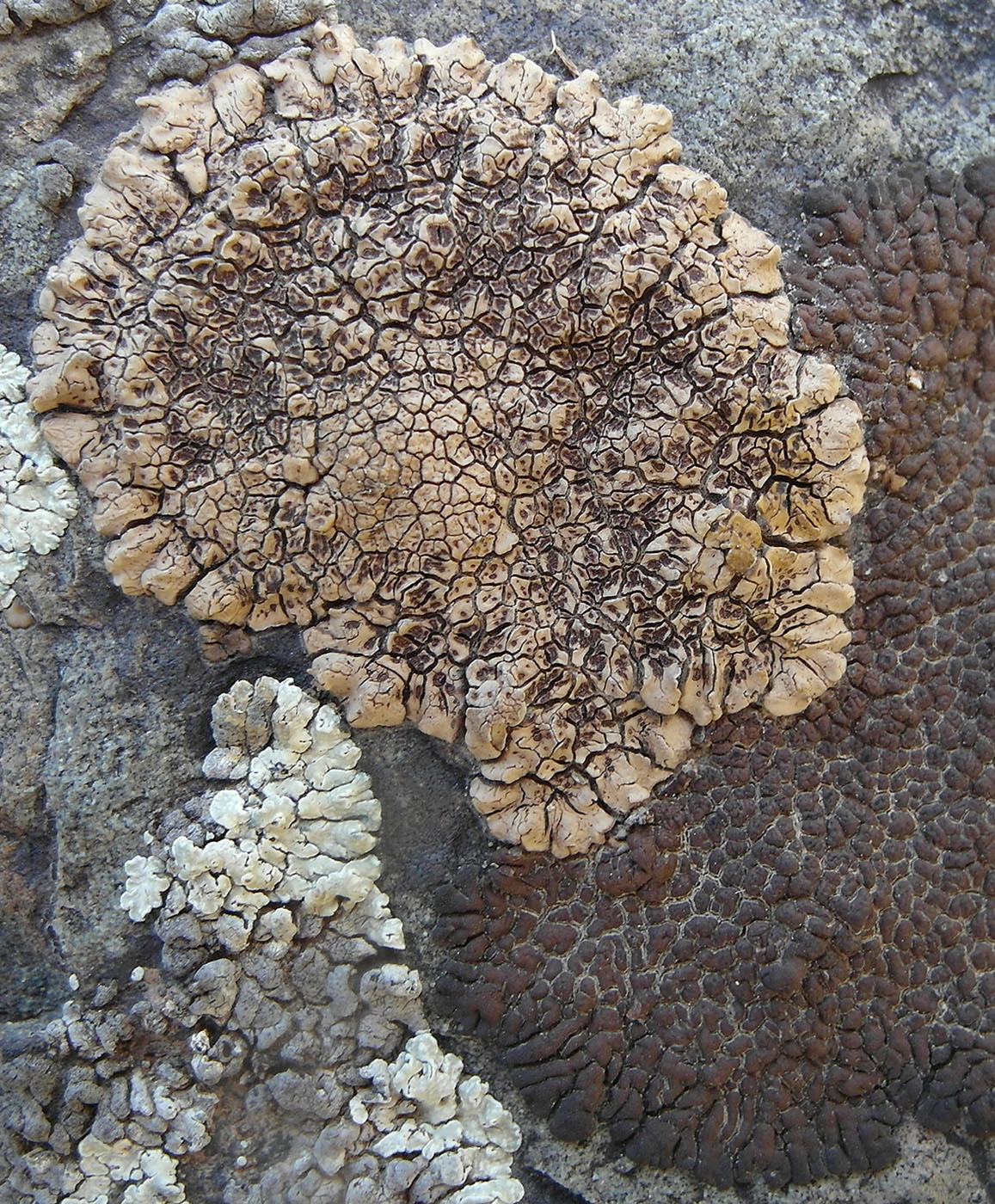 Image of Acarospora bullata specimen.