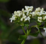 Galium valantioides. Часть соцветия. Чечня, Шаройский р-н, дол. р. Цесиахк, 400 м ниже водопада Цеси, нижняя часть склона. 29 июня 2024 г.