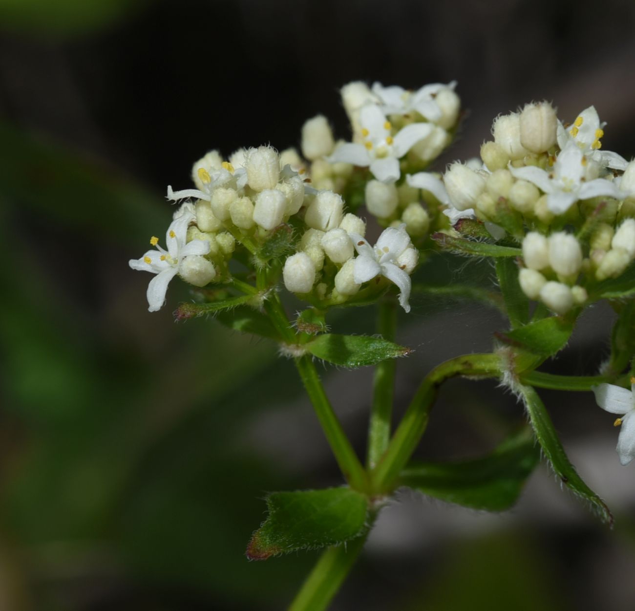 Image of Galium valantioides specimen.