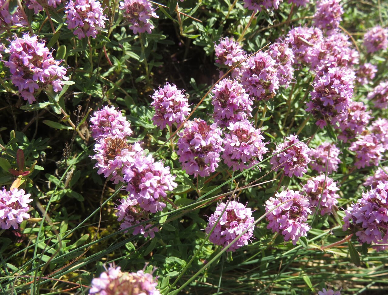 Image of Thymus thracicus specimen.