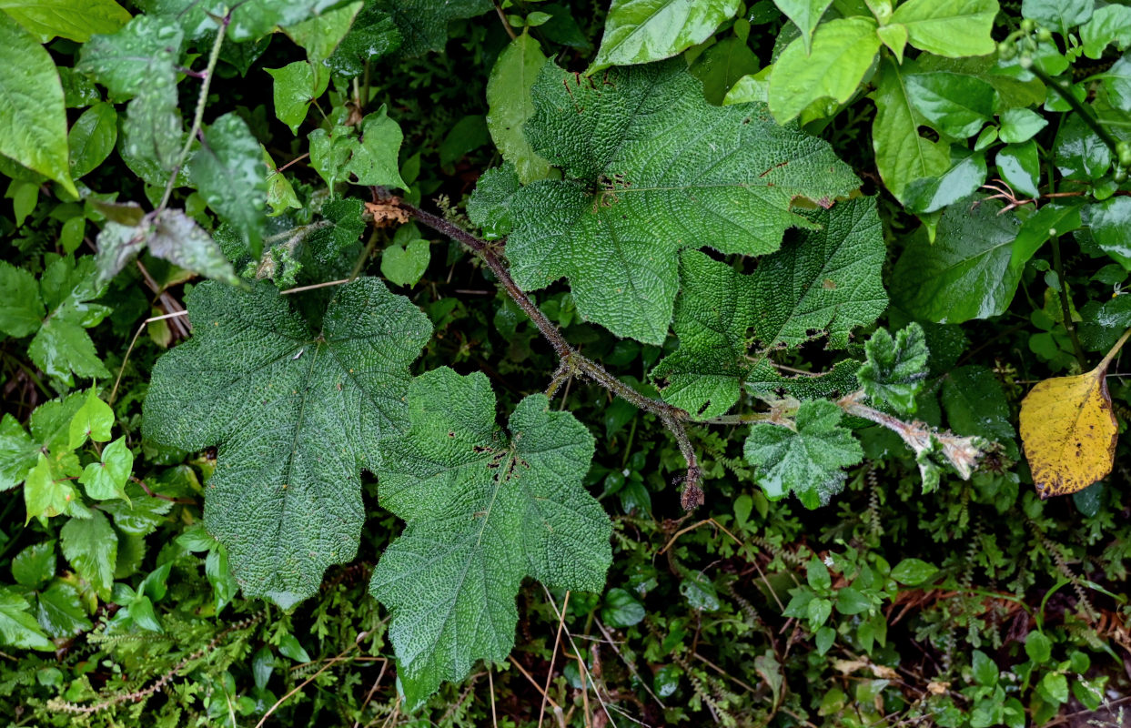 Изображение особи Rubus formosensis.