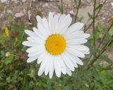 Leucanthemum vulgare. Соцветие. Кабардино-Балкария, Черекский р-н, окр. с/п Верхняя Балкария, правый борт долины р. Хашхасу, ≈ 2000 м н.у.м., луг на приречной террасе. 29.07.2024.