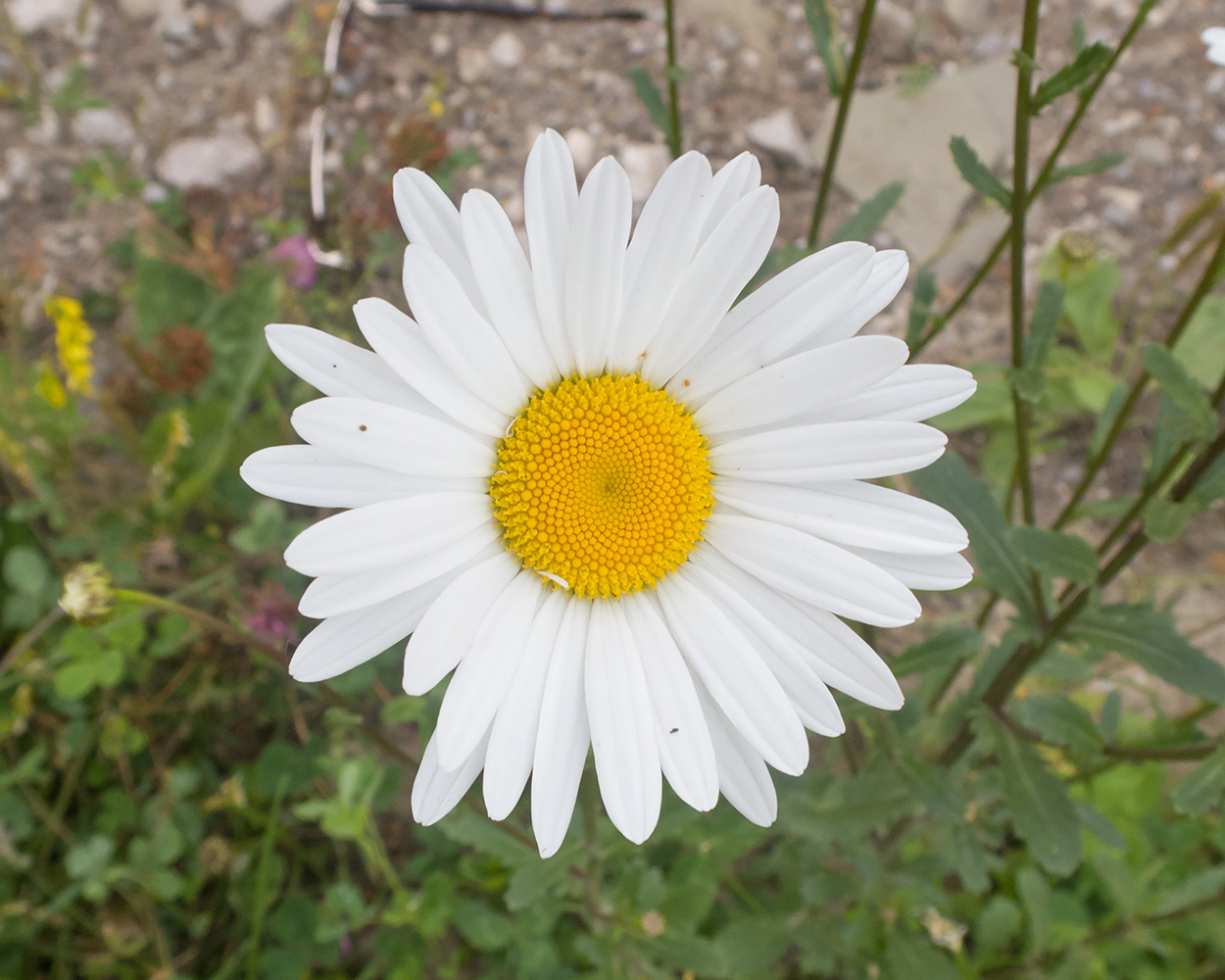 Изображение особи Leucanthemum vulgare.