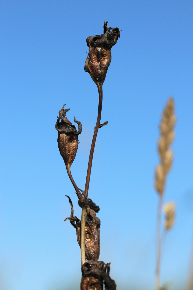 Image of Campanula persicifolia specimen.