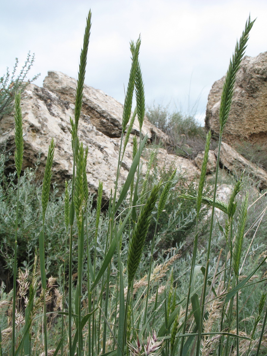 Изображение особи Agropyron desertorum.