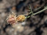 Смотреть изображение Centaurea caprina