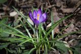 Crocus vernus. Цветущее растение. Пермский край, г. Пермь, Кировский р-н, сосновый бор, сквер \"Парк пенсионеров\". 05.04.2025.