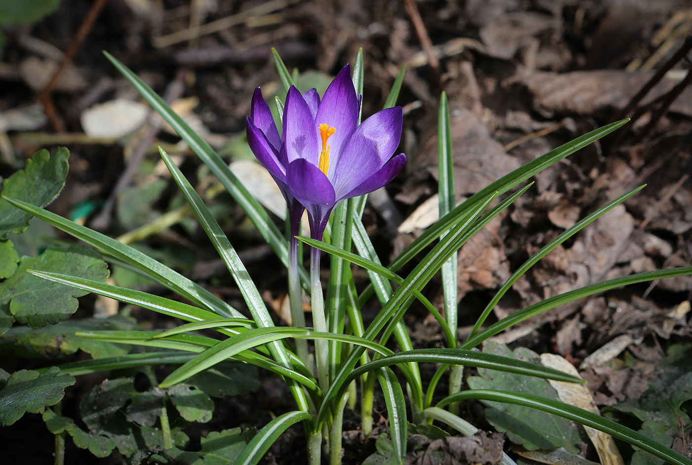 Изображение особи Crocus vernus.