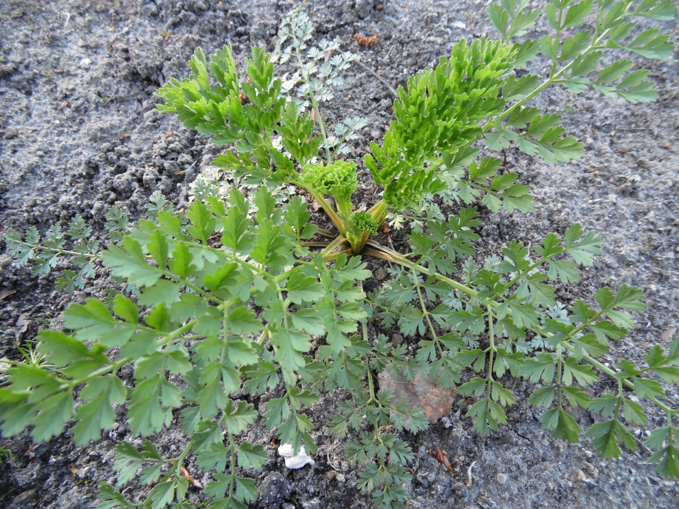 Изображение особи Selinum silaifolium.