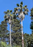 View full-size image Washingtonia filifera