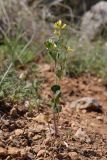 View full-size image Trigonella strangulata