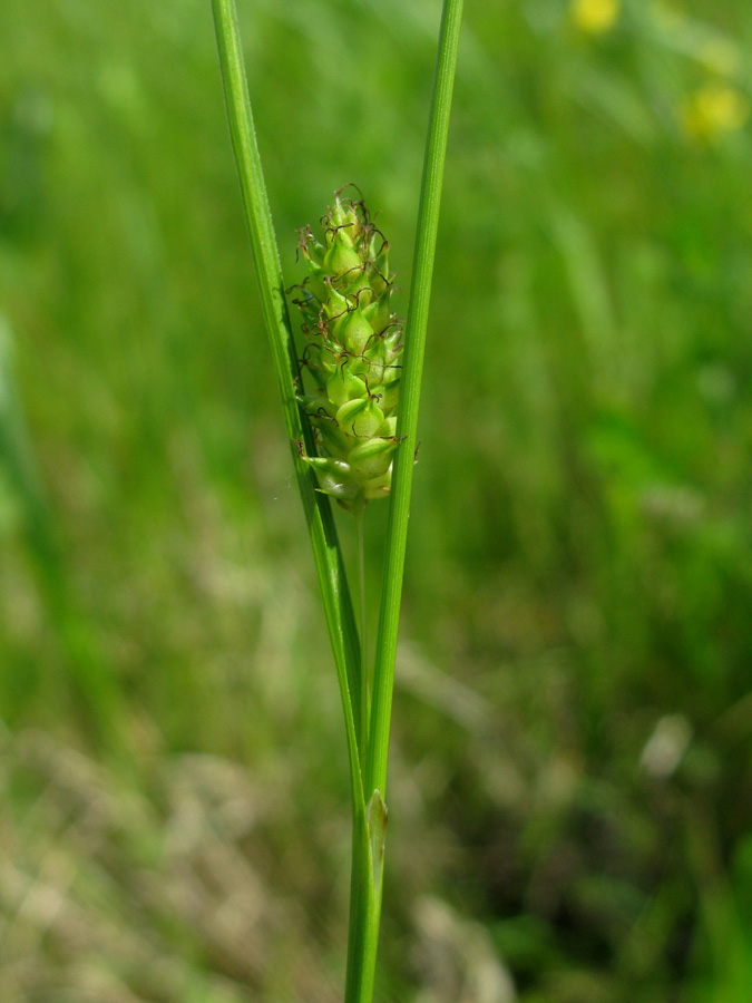 Image of Carex distans specimen.