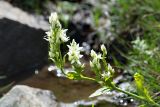 Смотреть изображение Swertia iberica