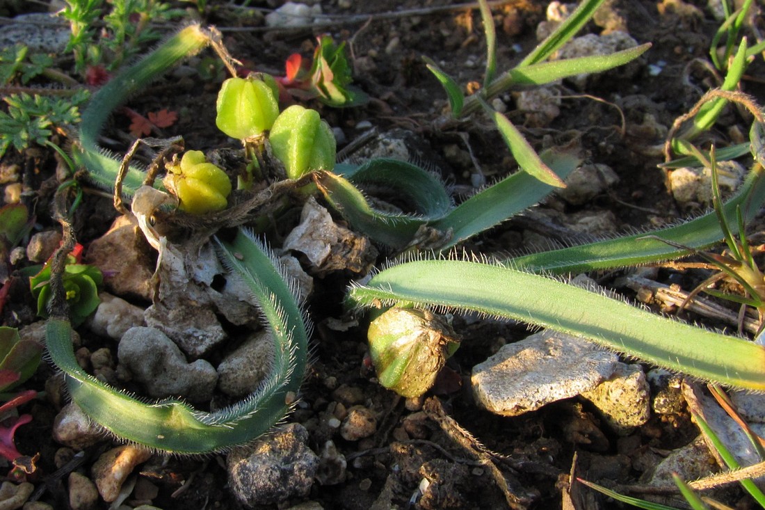 Image of Ornithogalum fimbriatum specimen.