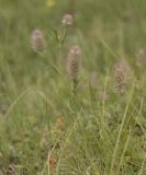Trifolium arvense. Цветущее растение. Приэльбрусье, долина реки Ирик. Июль 2010 г.