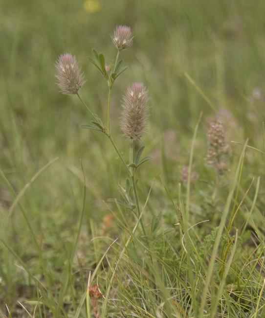 Image of Trifolium arvense specimen.