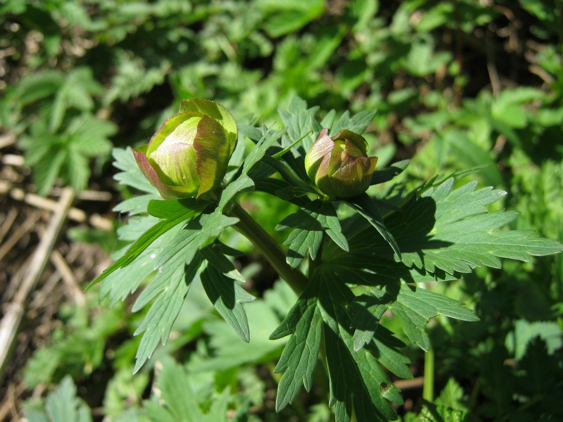 Image of Trollius europaeus specimen.