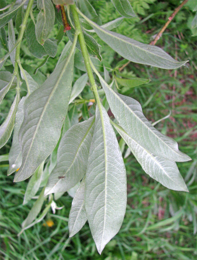 Image of Salix &times; smithiana specimen.