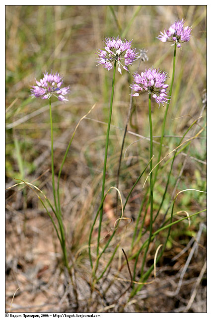 Image of Allium cretaceum specimen.