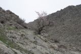 Amygdalus bucharica. Цветущее дерево. Узбекистан, хр. Нуратау, Нуратинский заповедник, Маджерумсай. 26.03.2011.