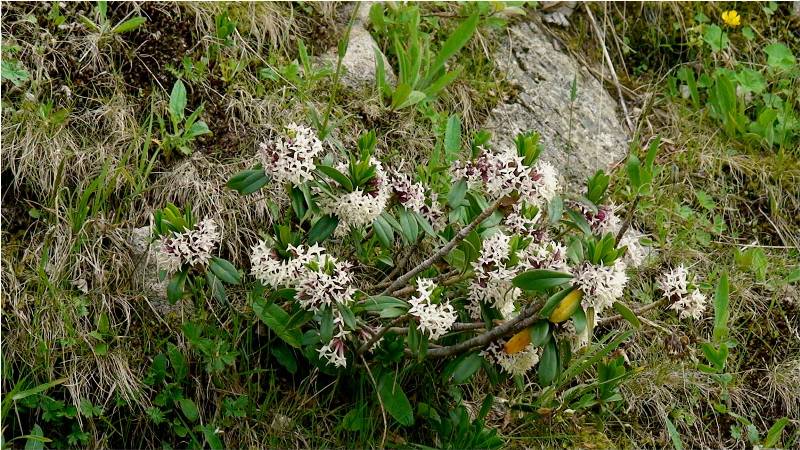 Image of Daphne glomerata specimen.