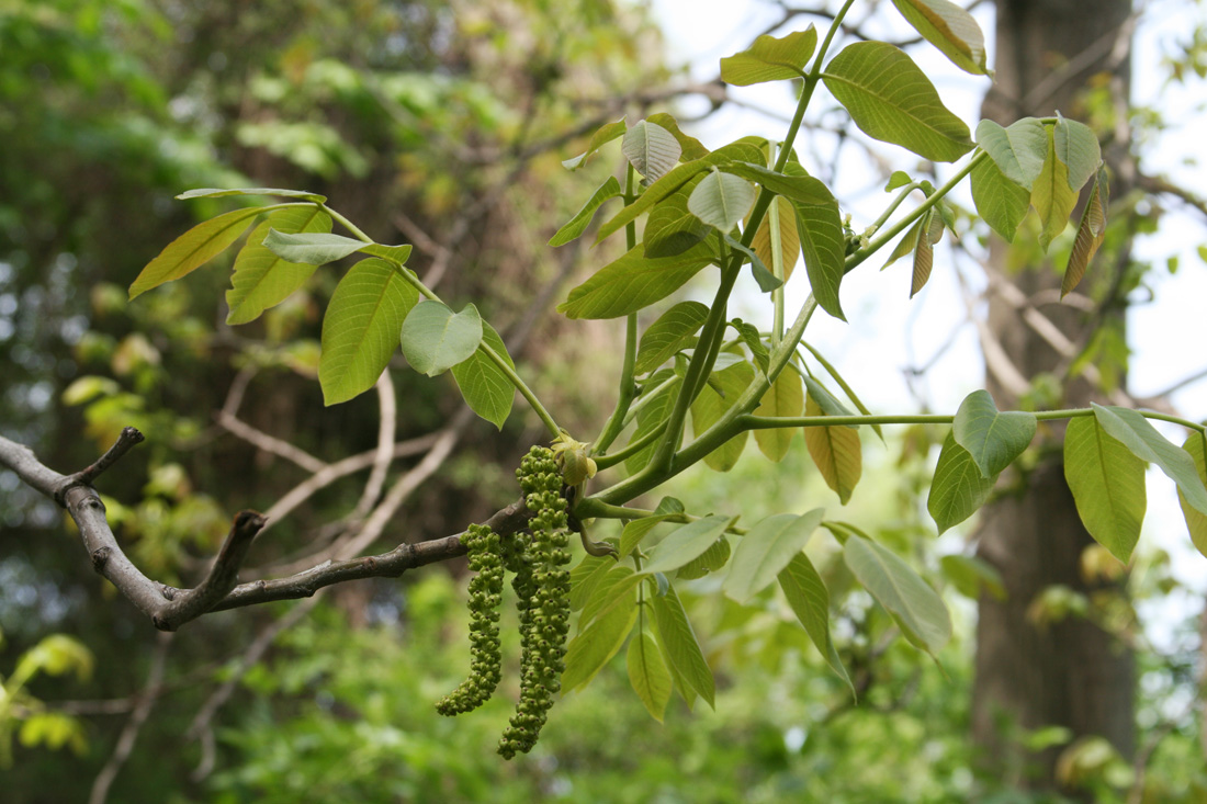 Image of Juglans regia specimen.