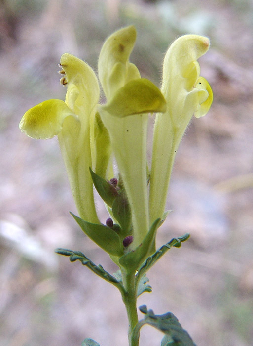 Image of Scutellaria raddeana specimen.