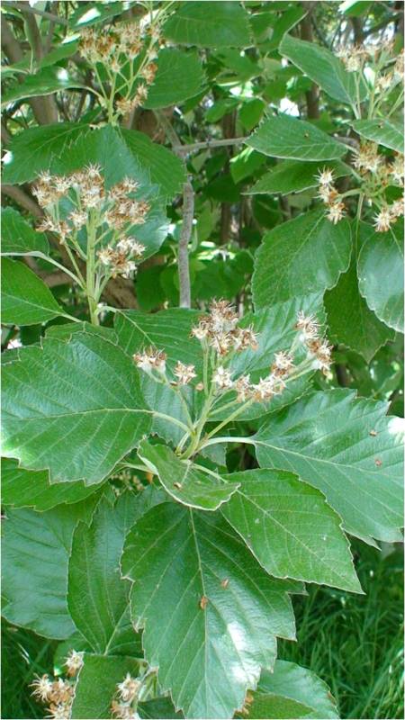 Image of Sorbus hajastana specimen.