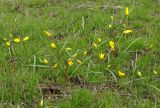 Tulipa scythica