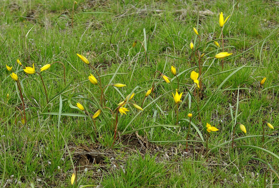 Image of Tulipa scythica specimen.