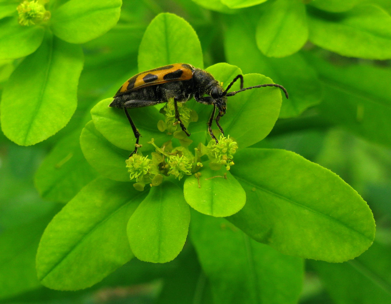 Image of Euphorbia pilosa specimen.