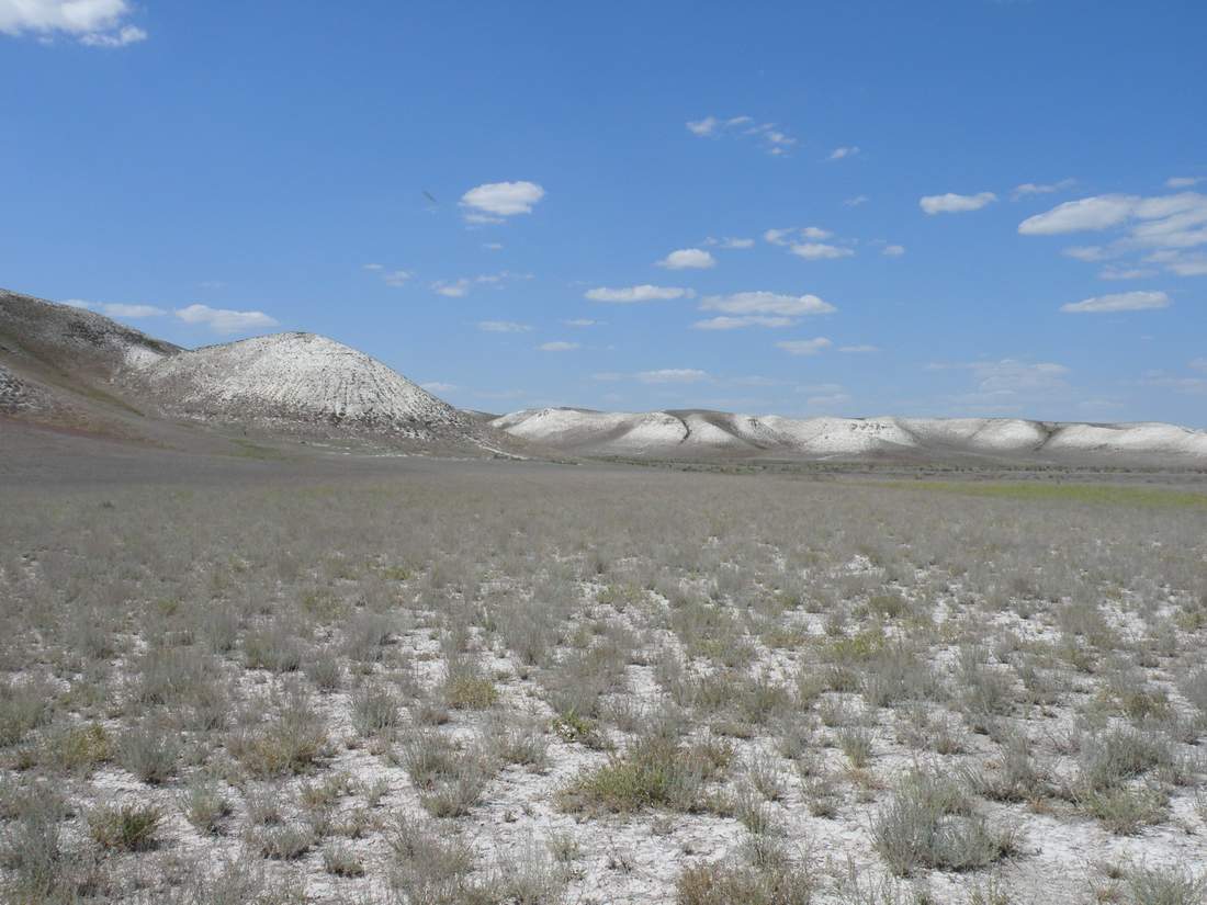 Image of Artemisia semiarida specimen.