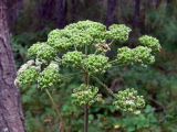 Angelica sylvestris. Соплодие, поражённое тлями. Свердловская обл., окр. г. Североуральск, южная окраина Колонгинского водохранилища, болото. 14.08.2011.