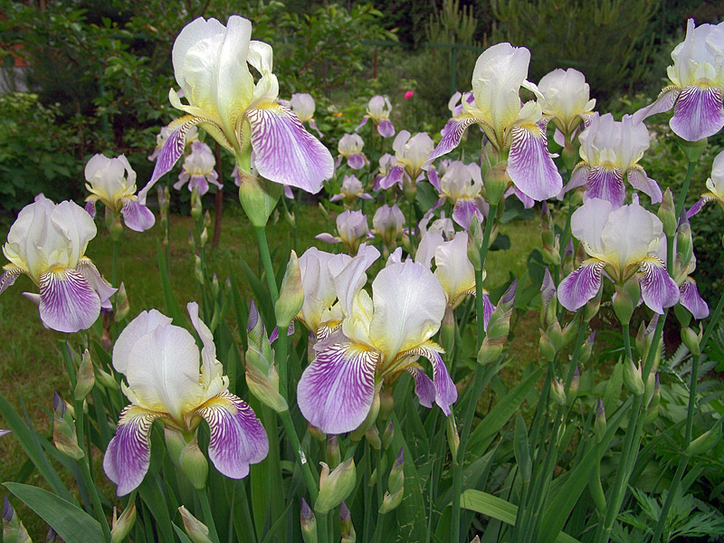 Image of Iris squalens specimen.