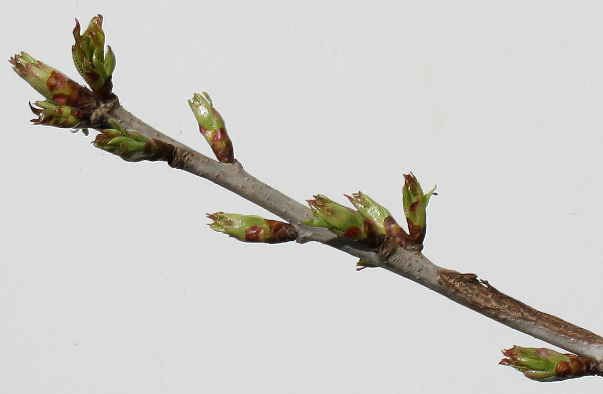 Image of Cerasus avium specimen.