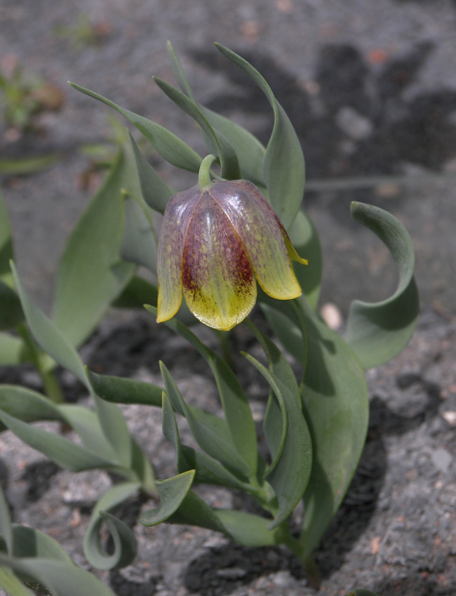 Изображение особи Fritillaria kurdica.