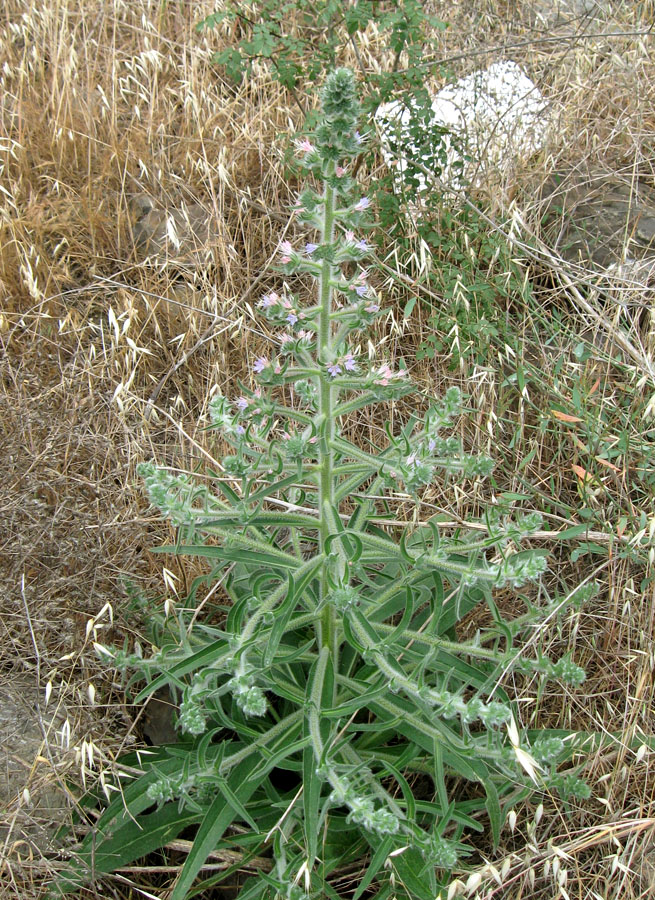 Image of Echium biebersteinii specimen.