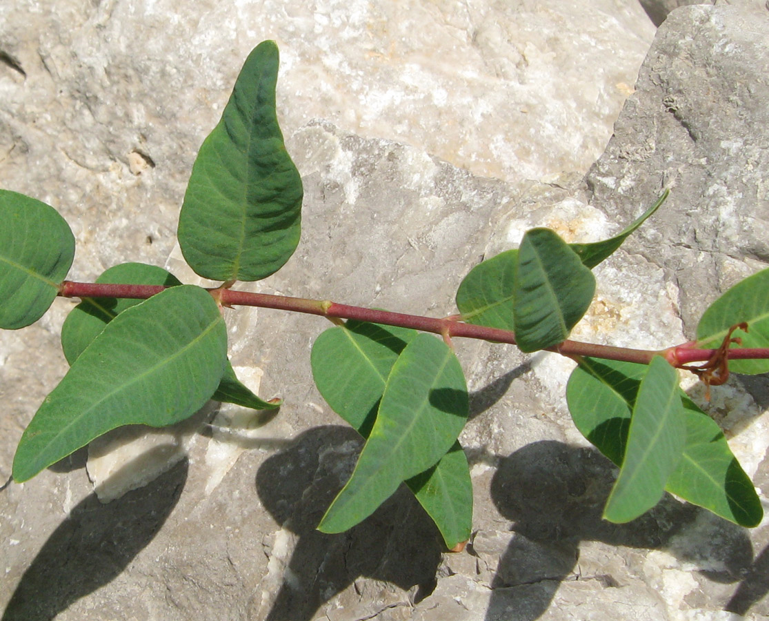 Image of Trachomitum sarmatiense specimen.