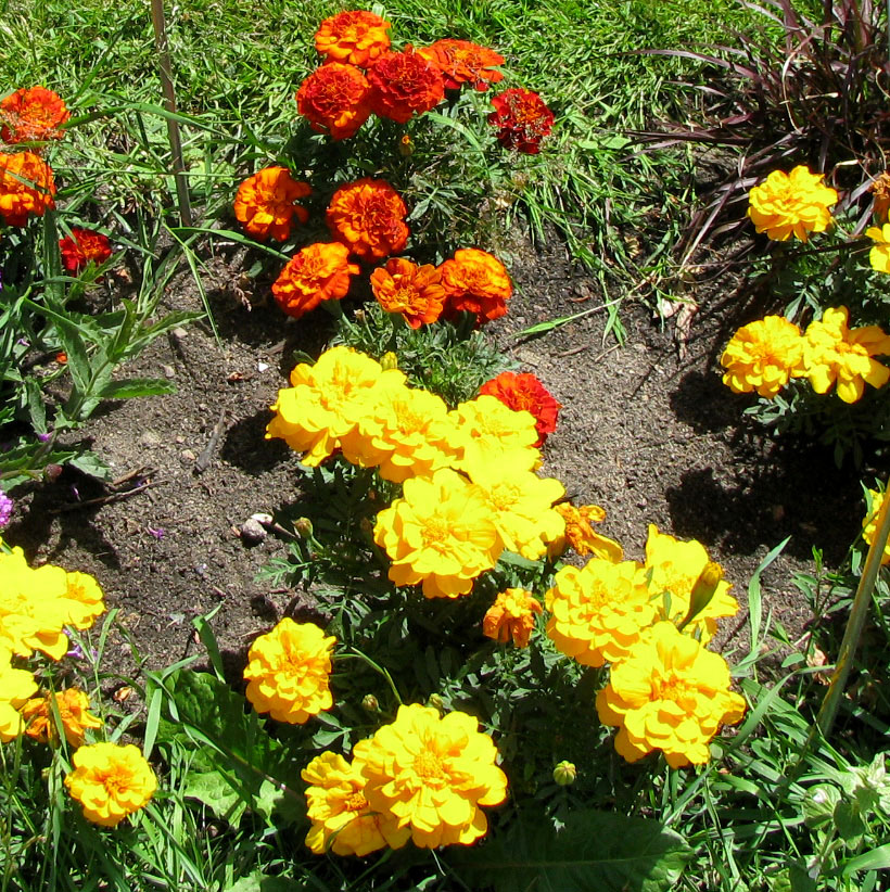 Image of Tagetes patula specimen.