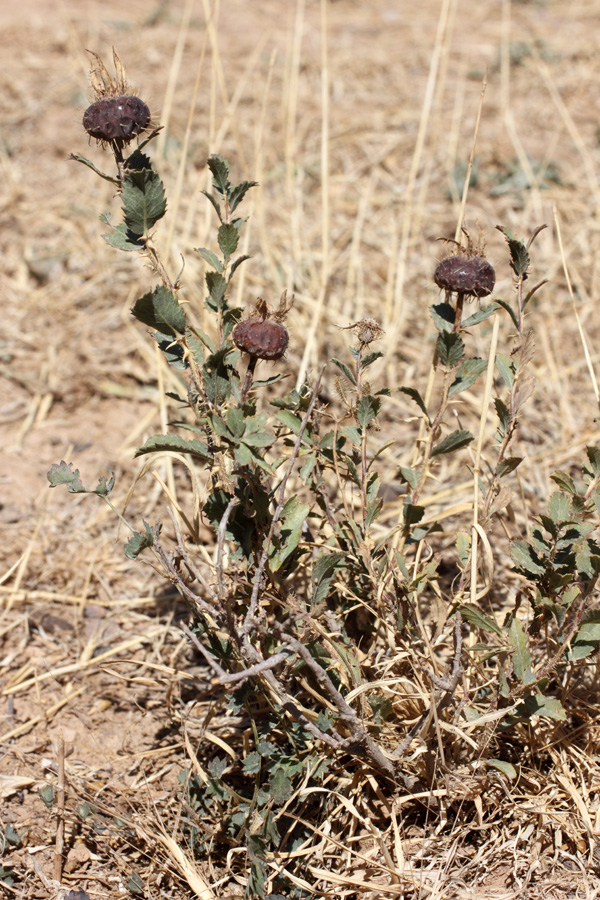 Image of Rosa persica specimen.