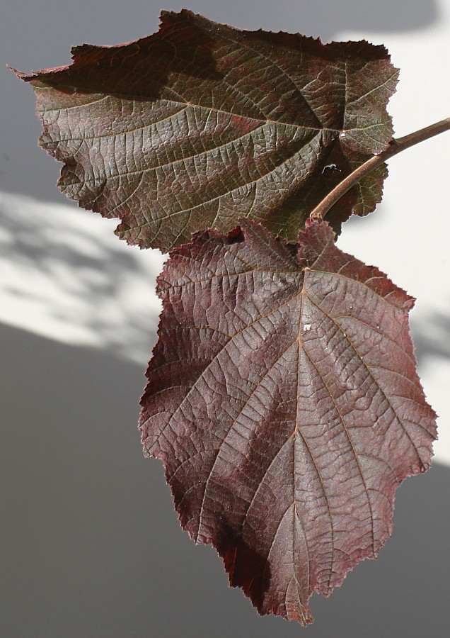 Image of Corylus avellana specimen.