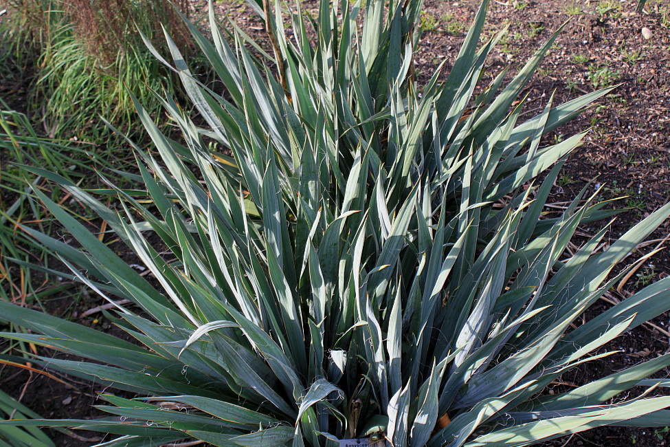 Изображение особи Yucca filamentosa.