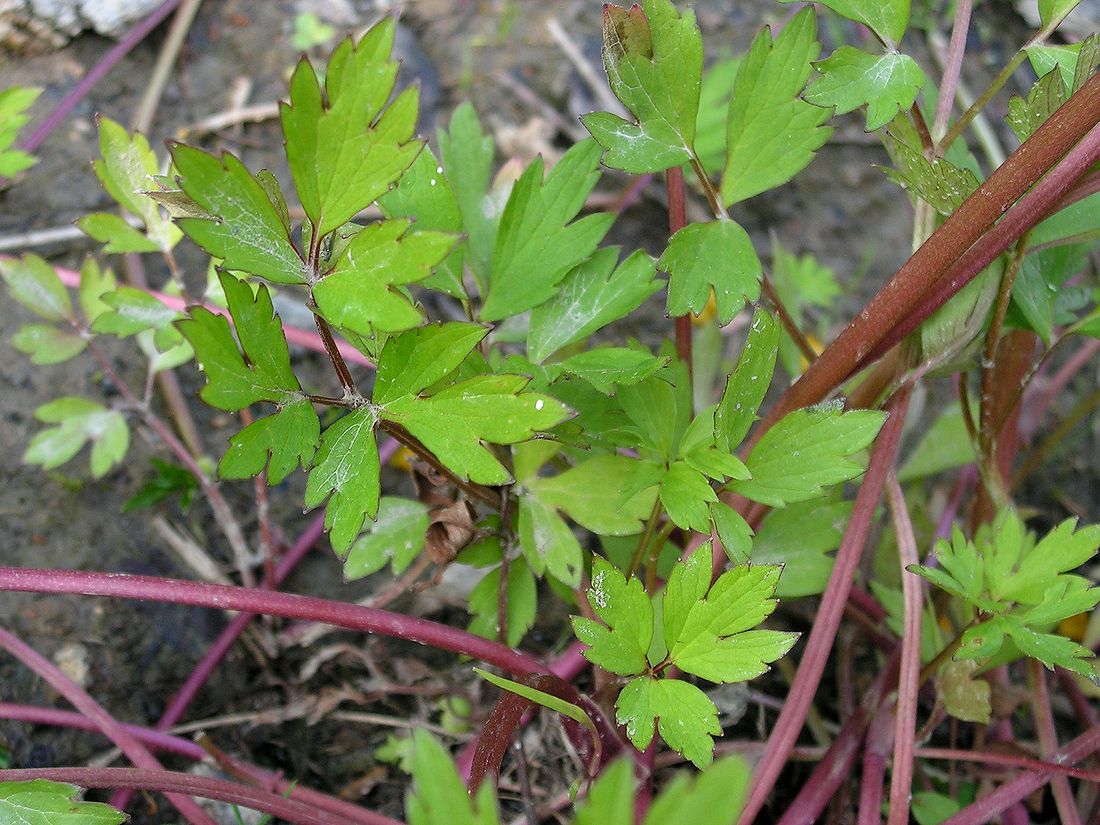 Image of Ranunculus repens specimen.