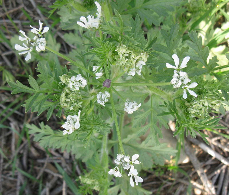 Изображение особи семейство Apiaceae.