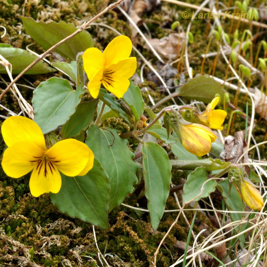 Изображение особи Viola xanthopetala.