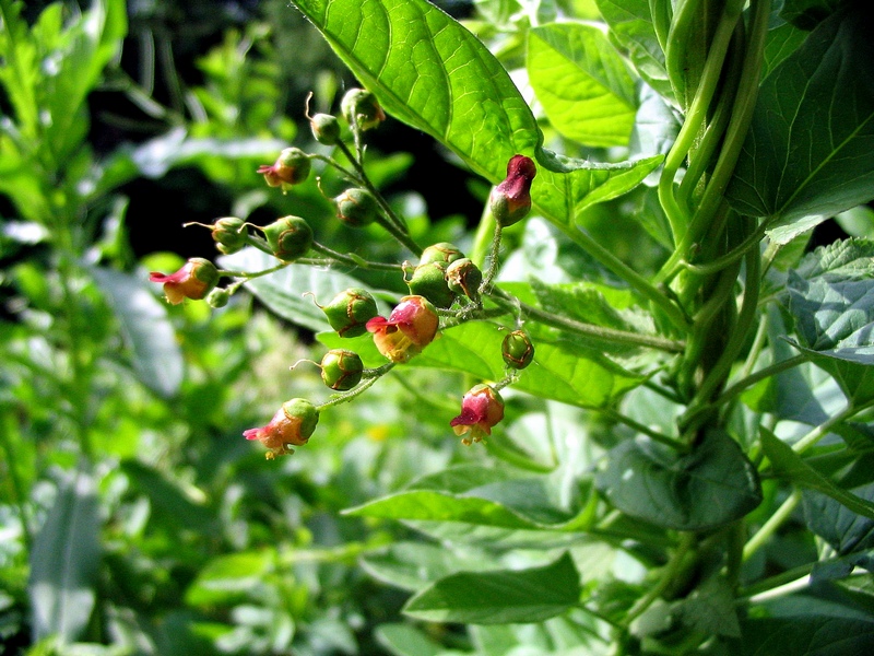 Image of Scrophularia scopolii specimen.